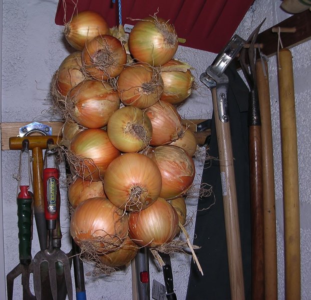 Onions.JPG