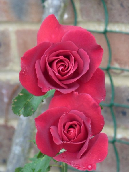 Only a rose 8 August 2012 002.JPG