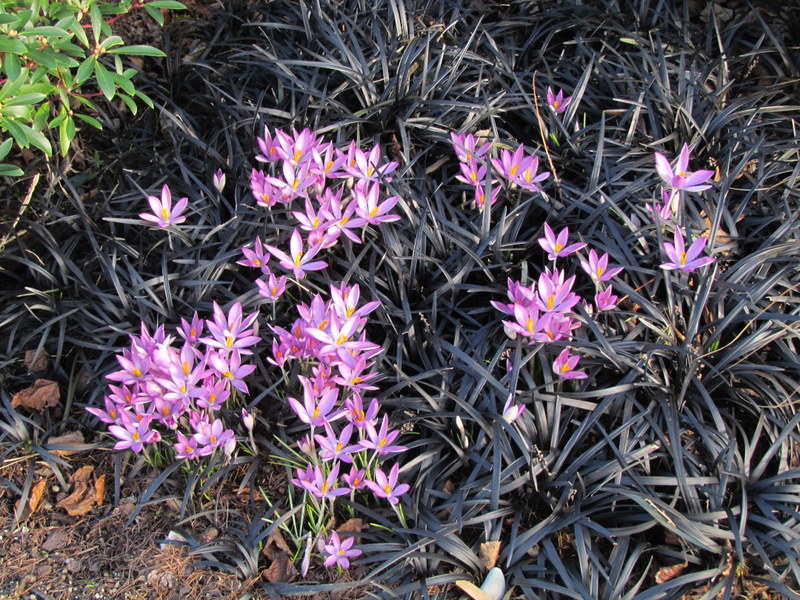 OPHIOPOGON    PLANISCAPUS  NIGRESCENS  WITH  CROCUS 16-02-2014 13-59-11.JPG