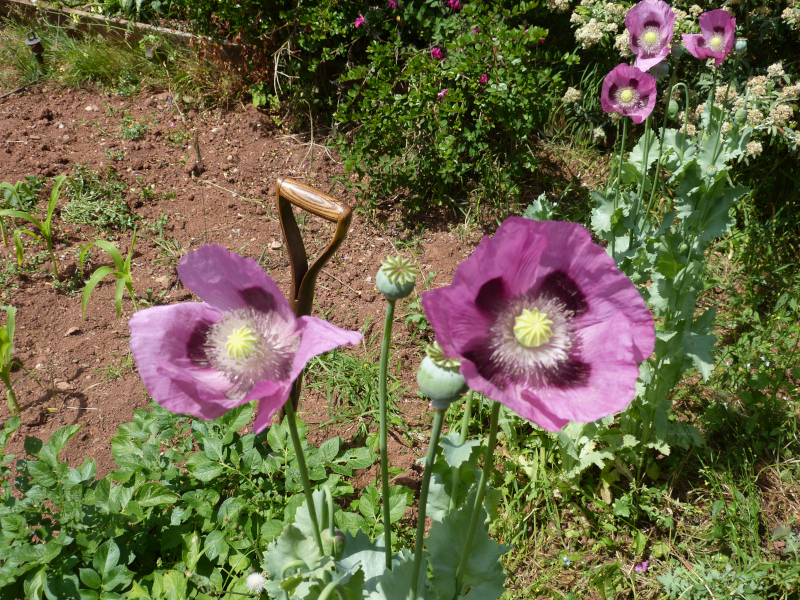 Opium Poppy.JPG