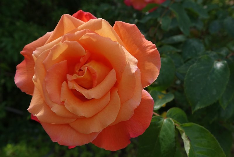 orange  bush or climbing rose 2.jpg