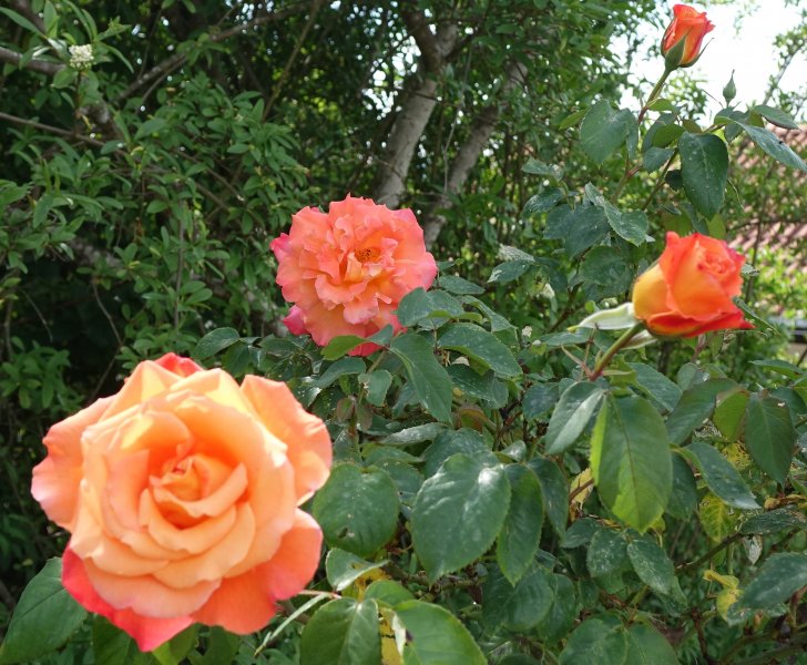 orange bush or climbing rose 2b.jpg