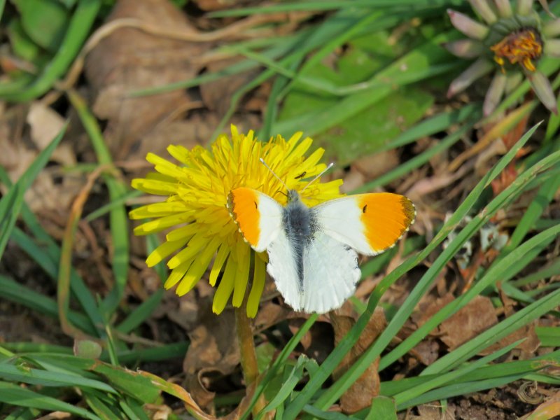 orange tip.JPG