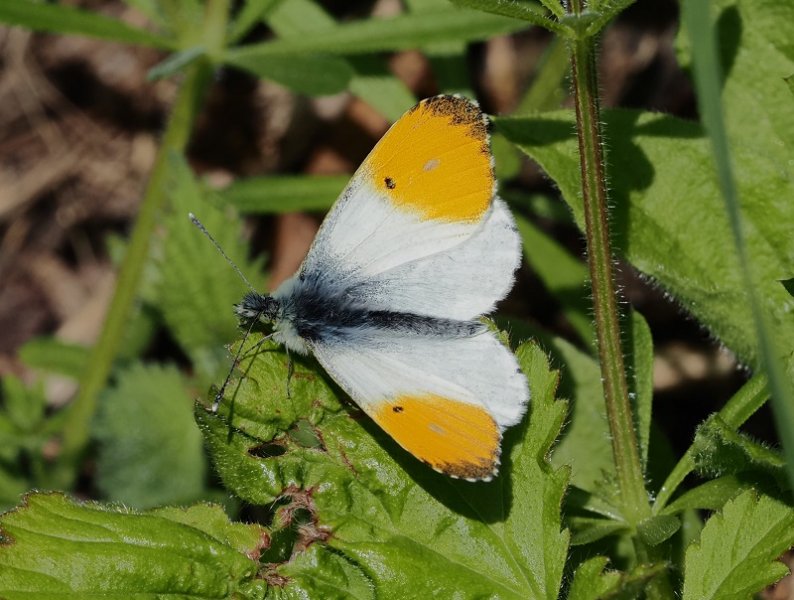 orange tip male 2021.jpg