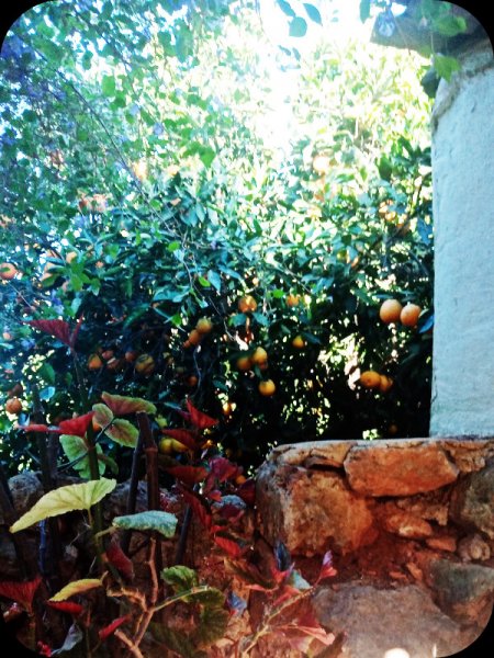 Oranges Jungle Room 20 May 24.jpg