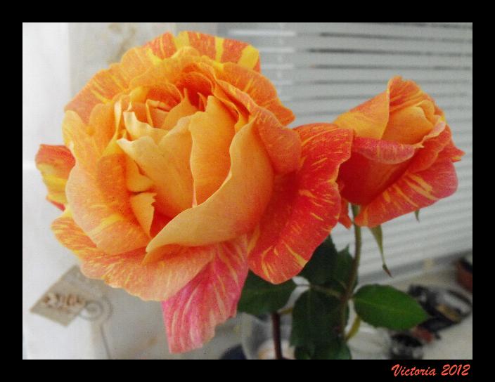 Oranges & Lemons 2 Jan 2012.JPG