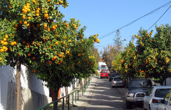 oranges002.jpg
