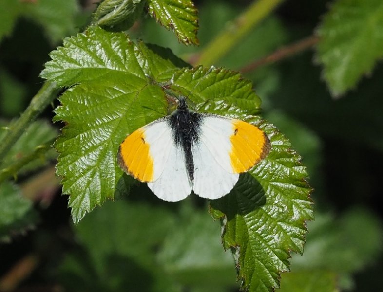orangetip2020A.jpg