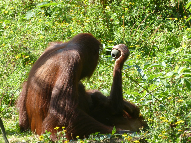 Orangutans.JPG