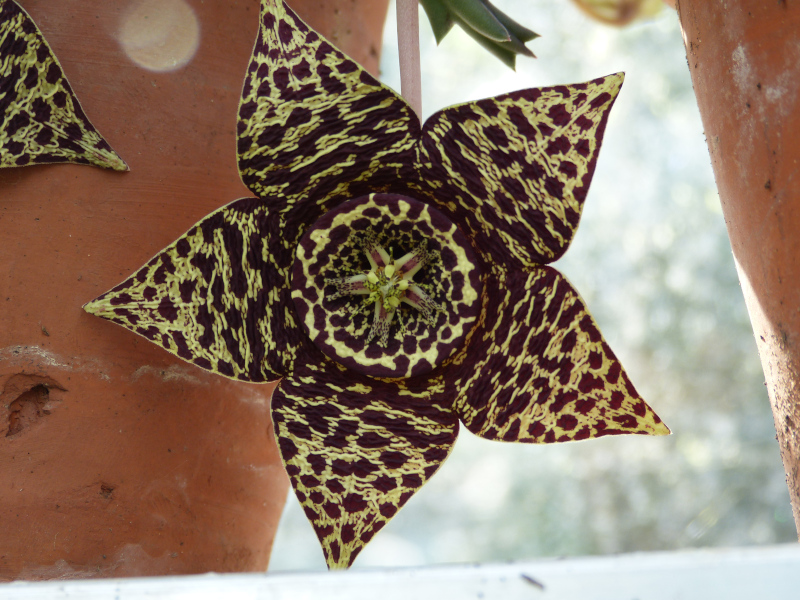 Orbea variegata.JPG