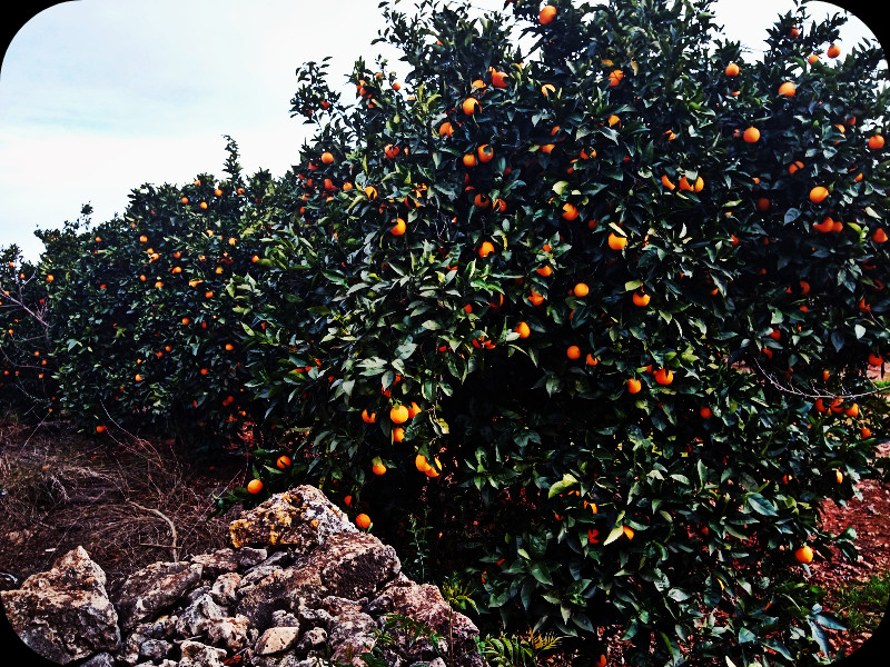 Orchard1 5 Feb 24.jpg