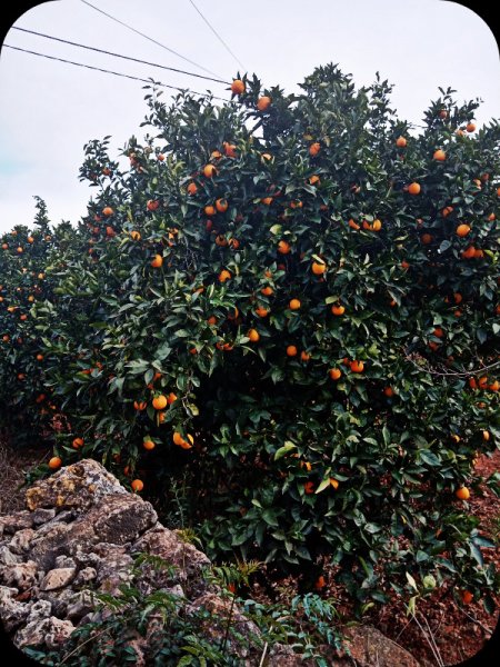 Orchard2 4 Feb 24.jpg