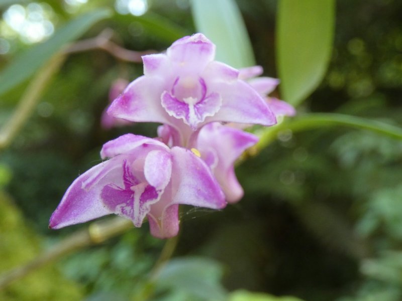 Orchid 1  05 - small.jpg
