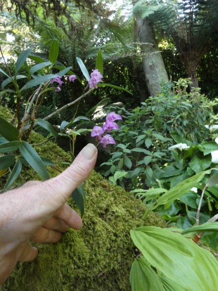 Orchid 1  06 - small.jpg