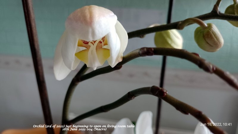 Orchid (3rd of 2022) on living room table 16th June 2022 004 (Macro).jpg