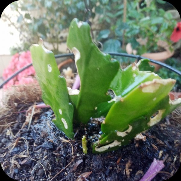 Orchid Cactus1 21 May 24.jpg