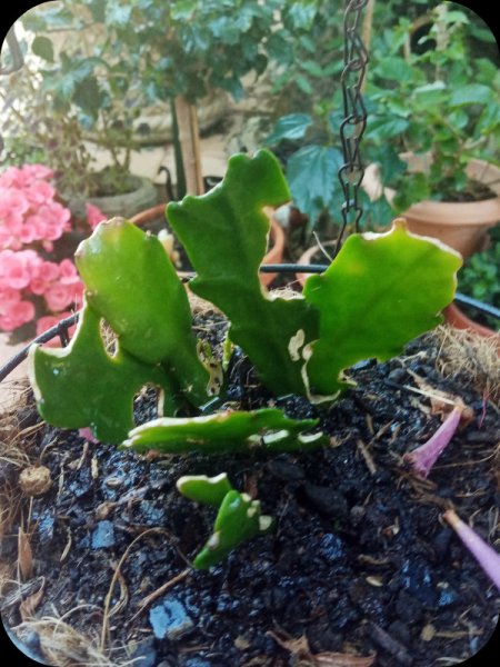 Orchid Catus2 21 May 24.jpg