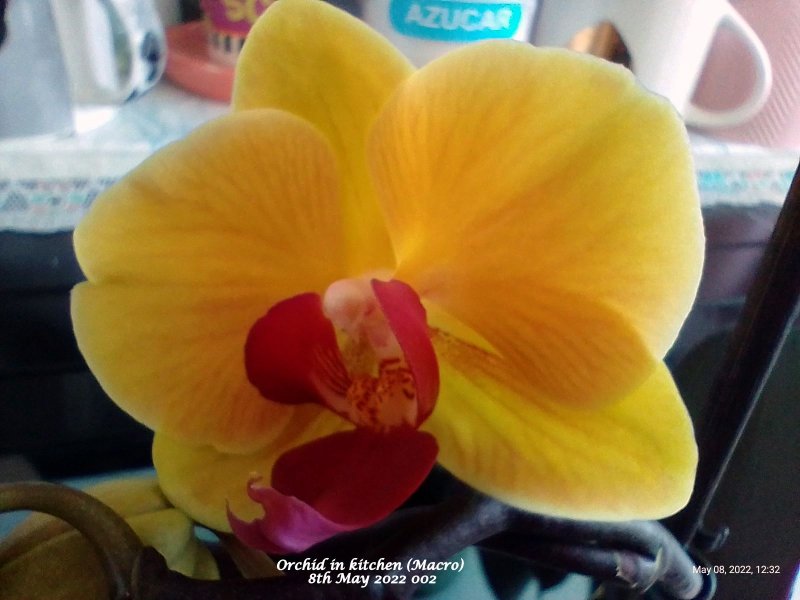 Orchid in kitchen (Macro) 8th May 2022 002.jpg