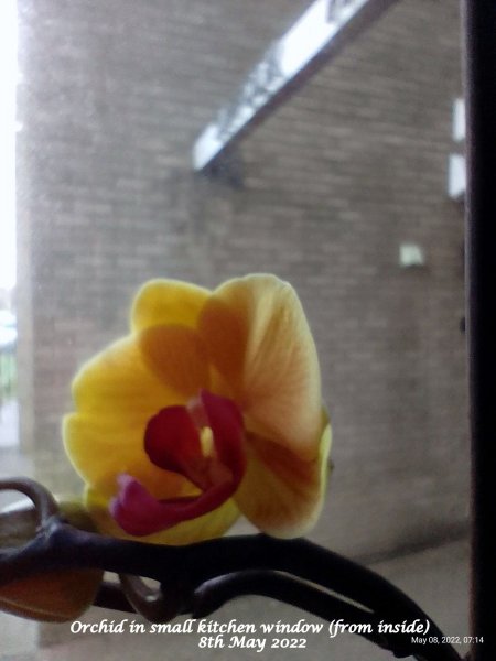 Orchid in small kitchen window (from inside) 8th May 2022.jpg