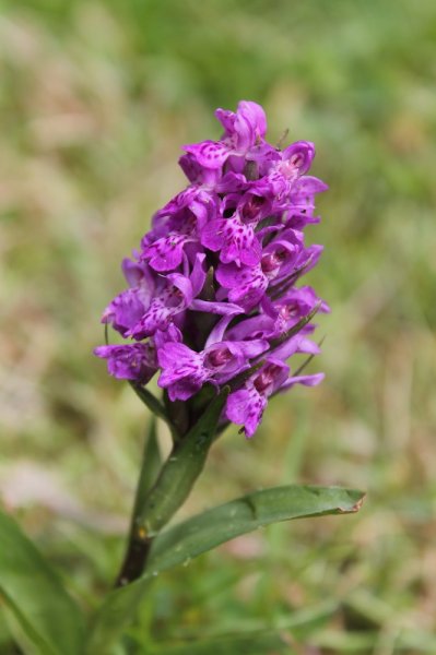 Orchid.JPG
