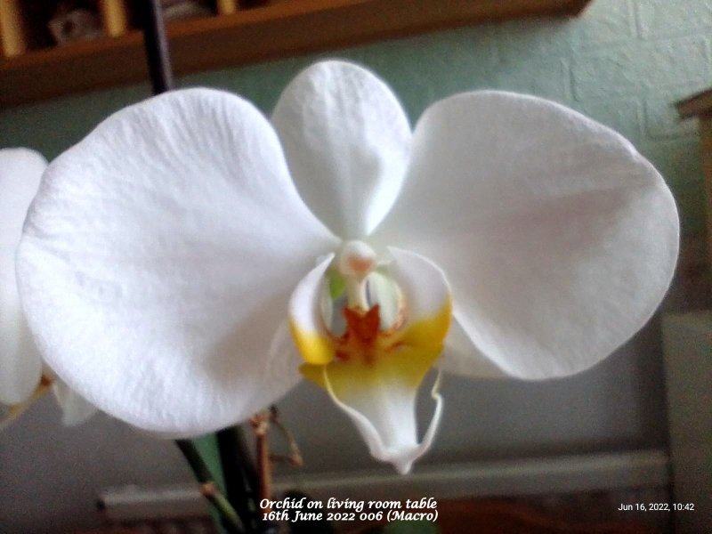 Orchid on living room table 16th June 2022 006 (Macro).jpg
