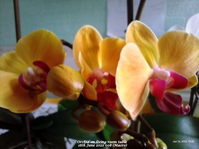 Orchid on living room table 16th June 2022 008 (Macro).jpg