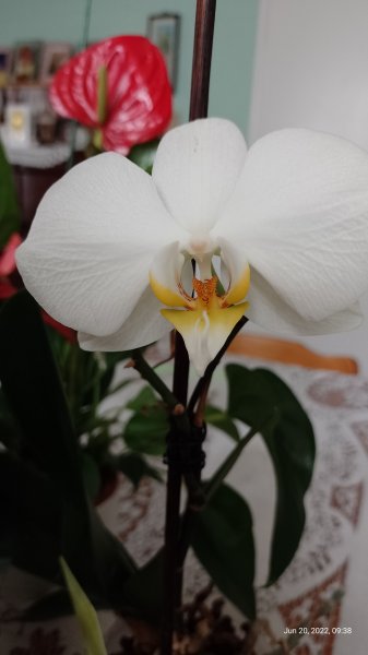 Orchid on living room table 20th June 2022 001 (Macro).jpg