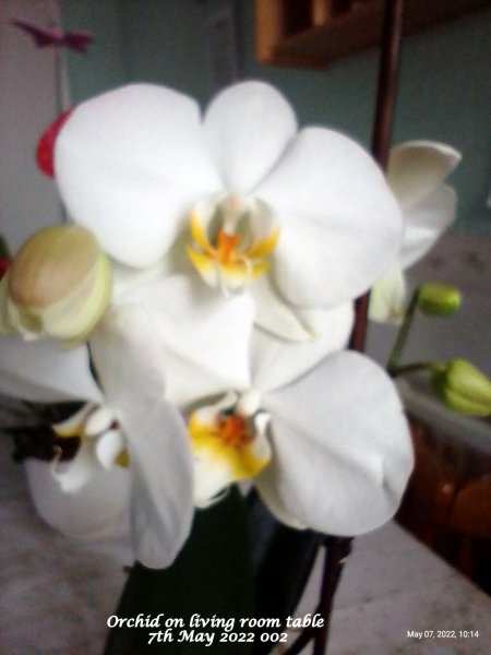 Orchid on living room table 7th May 2022 002.jpg