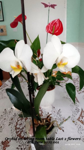 Orchid on living room table Last 2 flowers 6th June 2022 001.jpg