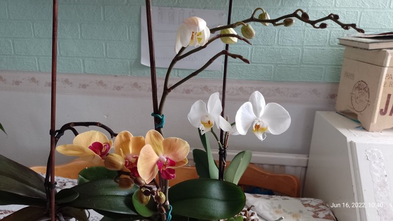 Orchids (3) on living room table 16th June 2022.jpg