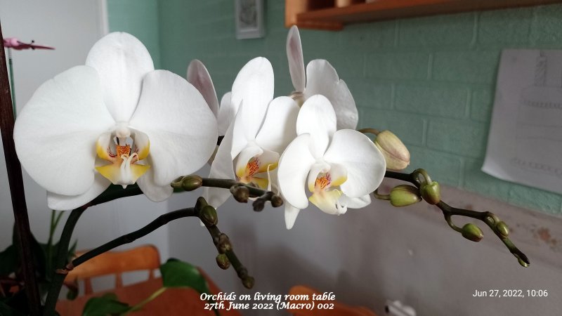 Orchids on living room table 27th June 2022 (Macro) 002.jpg