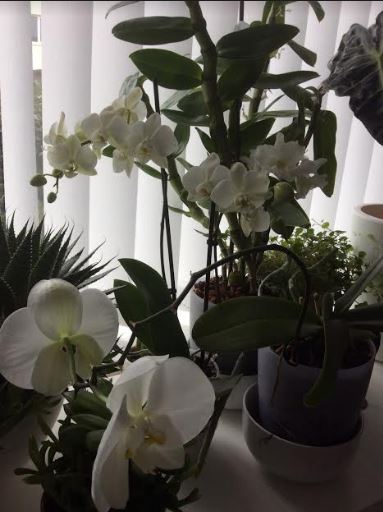 Orchids1.JPG