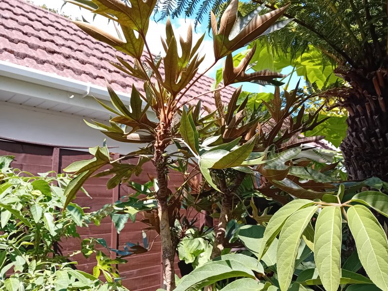 Oreopanax andreanus.jpg