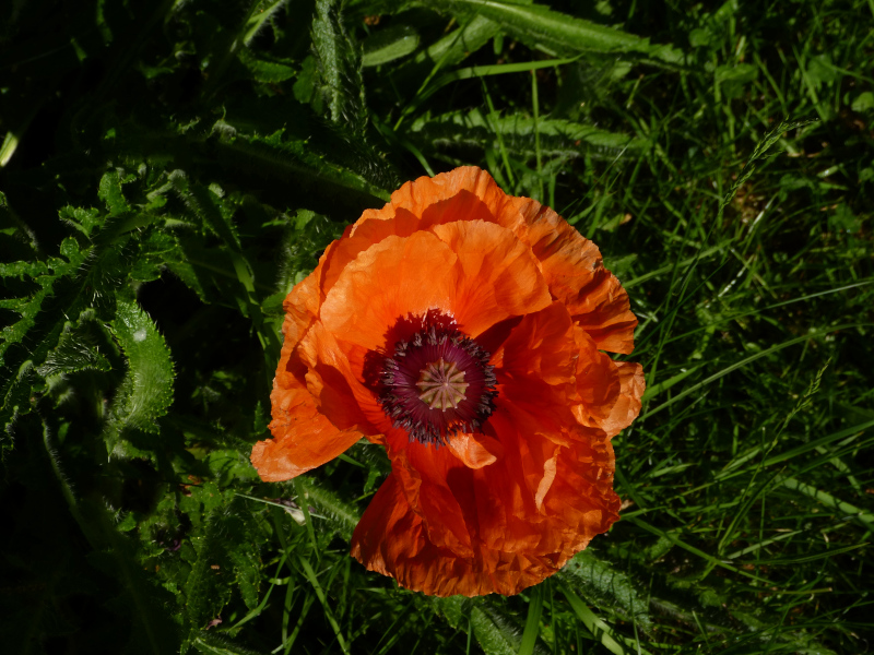 Oriental poppy 1.JPG