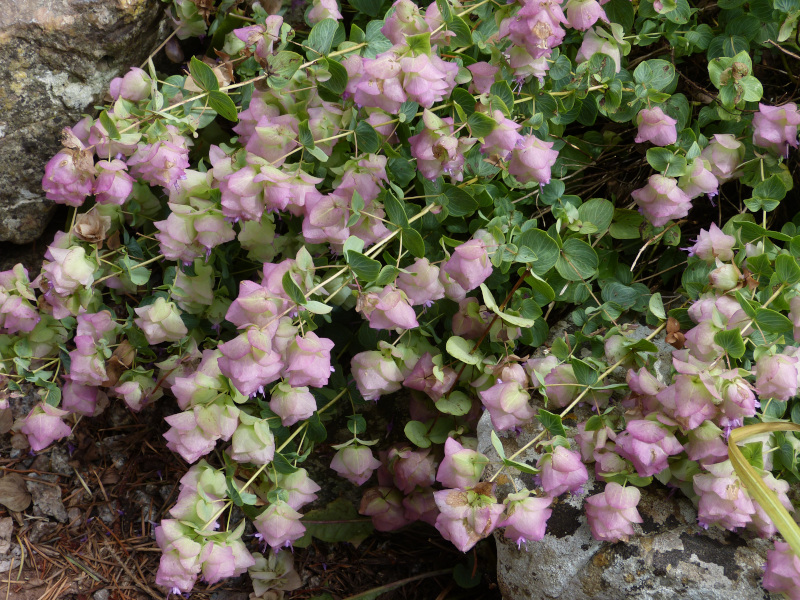Origanum Kent Beauty.JPG