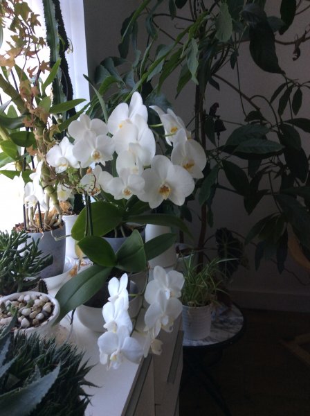 orkideat.jpeg