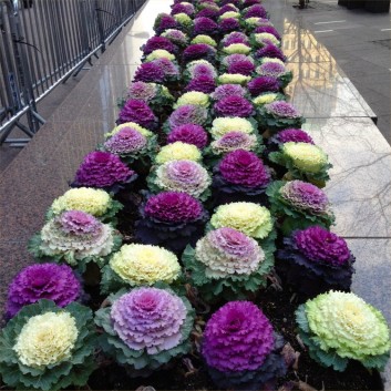 ornamental-cabbages-street1.jpg