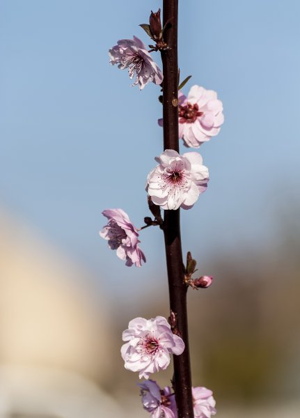 Ornamental Pear blossom 1-4-22.jpg
