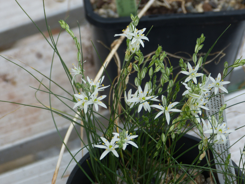 Ornithogalum ciliiferum.JPG