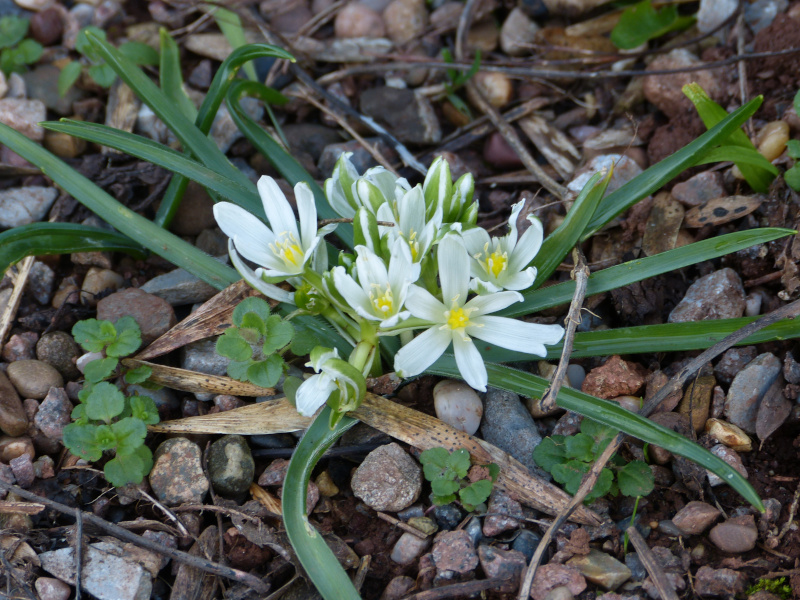 Ornithogalum fimbriatum.JPG