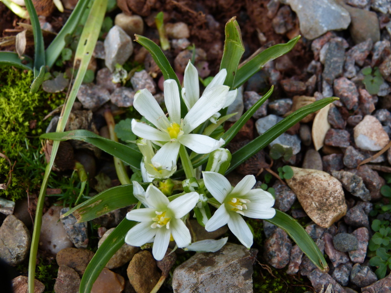 Ornithogalum fimbriatum.JPG