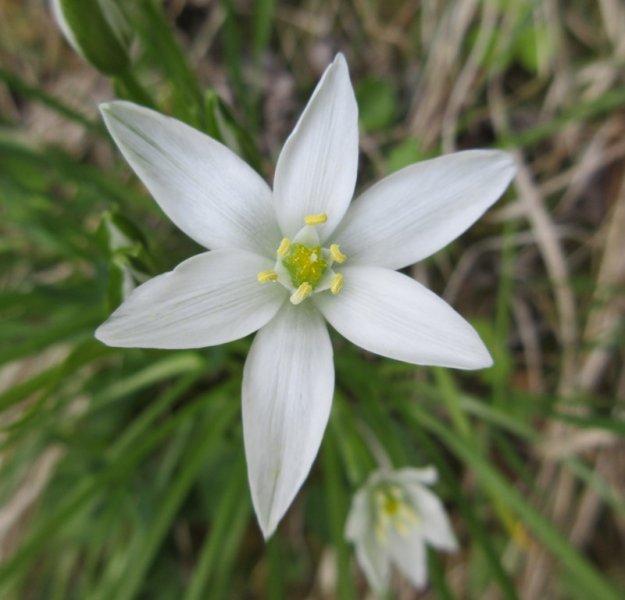 ORNITHOGALUM  UMBELLATUM  STAR  OF  BETHLEHEM 18-May-17 4-43-36 PM.JPG
