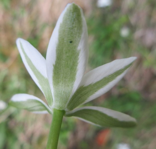 ORNITHOGALUM  UMBELLATUM  STAR  OF  BETHLEHEM 18-May-17 4-44-10 PM.JPG