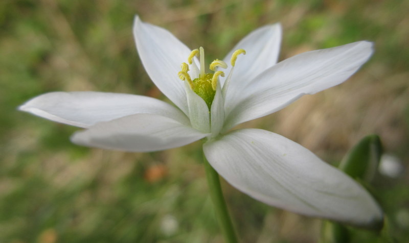 ORNITHOGALUM  UMBELLATUM  STAR  OF  BETHLEHEM 18-May-17 4-44-24 PM.JPG