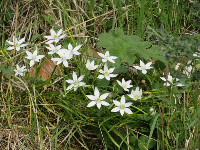 ORNITHOGALUM  UMBELLATUM  STAR  OF  BETHLEHEM 18-May-17 4-45-06 PM.JPG