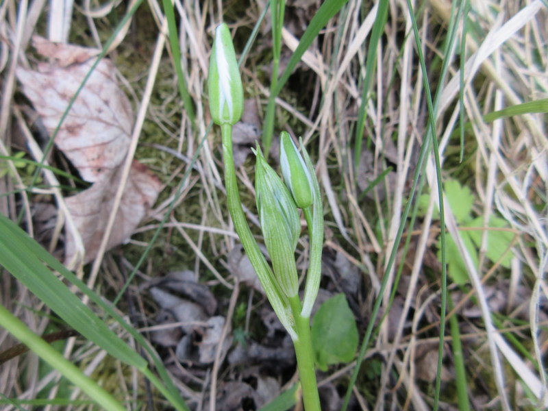 ORNITHOGALUM  UMBELLATUM  STAR  OF  BETHLEHEM 18-May-17 4-45-54 PM.JPG