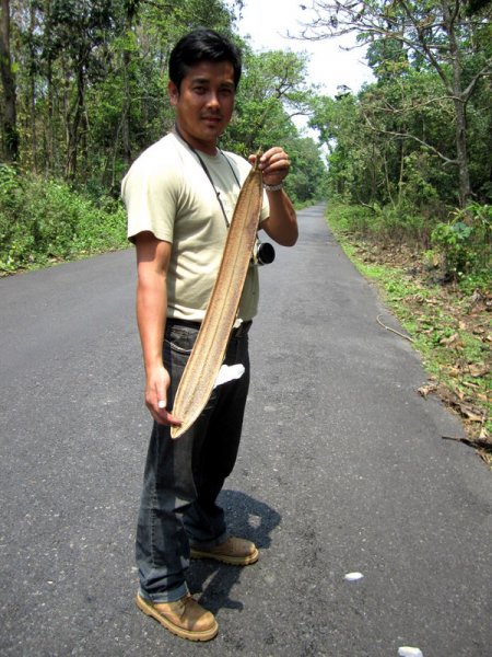 OROXYLUM  INDICUM 17-04-2011 11-17-09.JPG