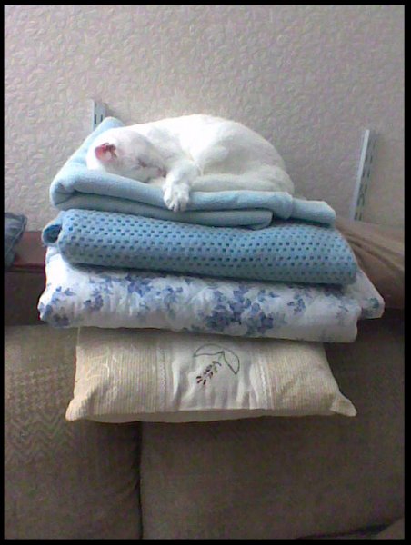 oscar pillows.jpg