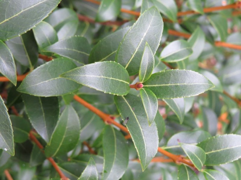 Osmanthus 'Burkwoodii' (2).JPG