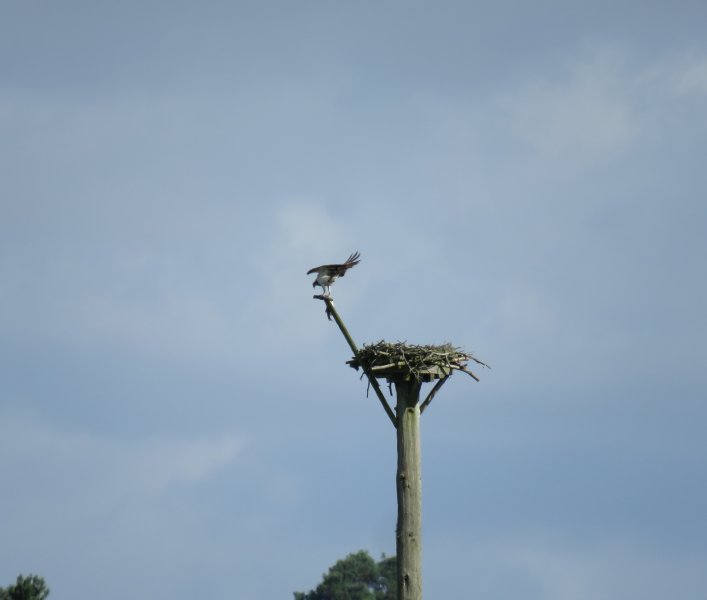 OSPREY 1.JPG